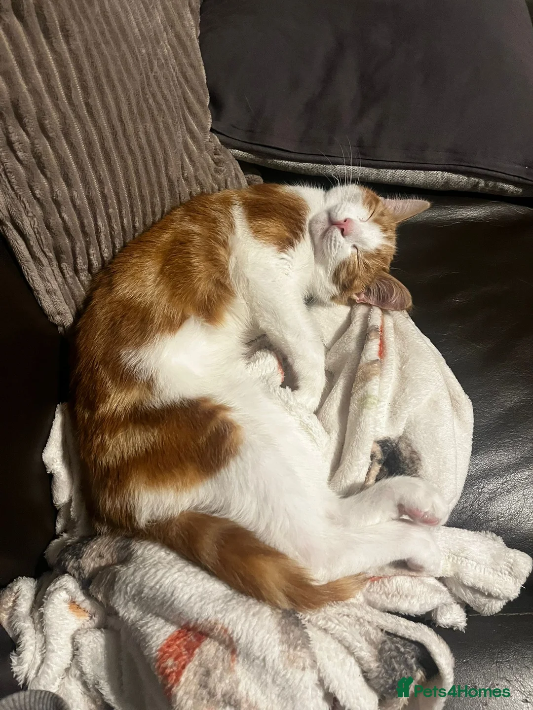 Mixed Breed cats for sale: 6 Month Old Kitten For Sale - Advert 3