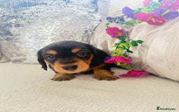 Miniature Dachshund dogs for sale: Miniature dachshunds - Image 2