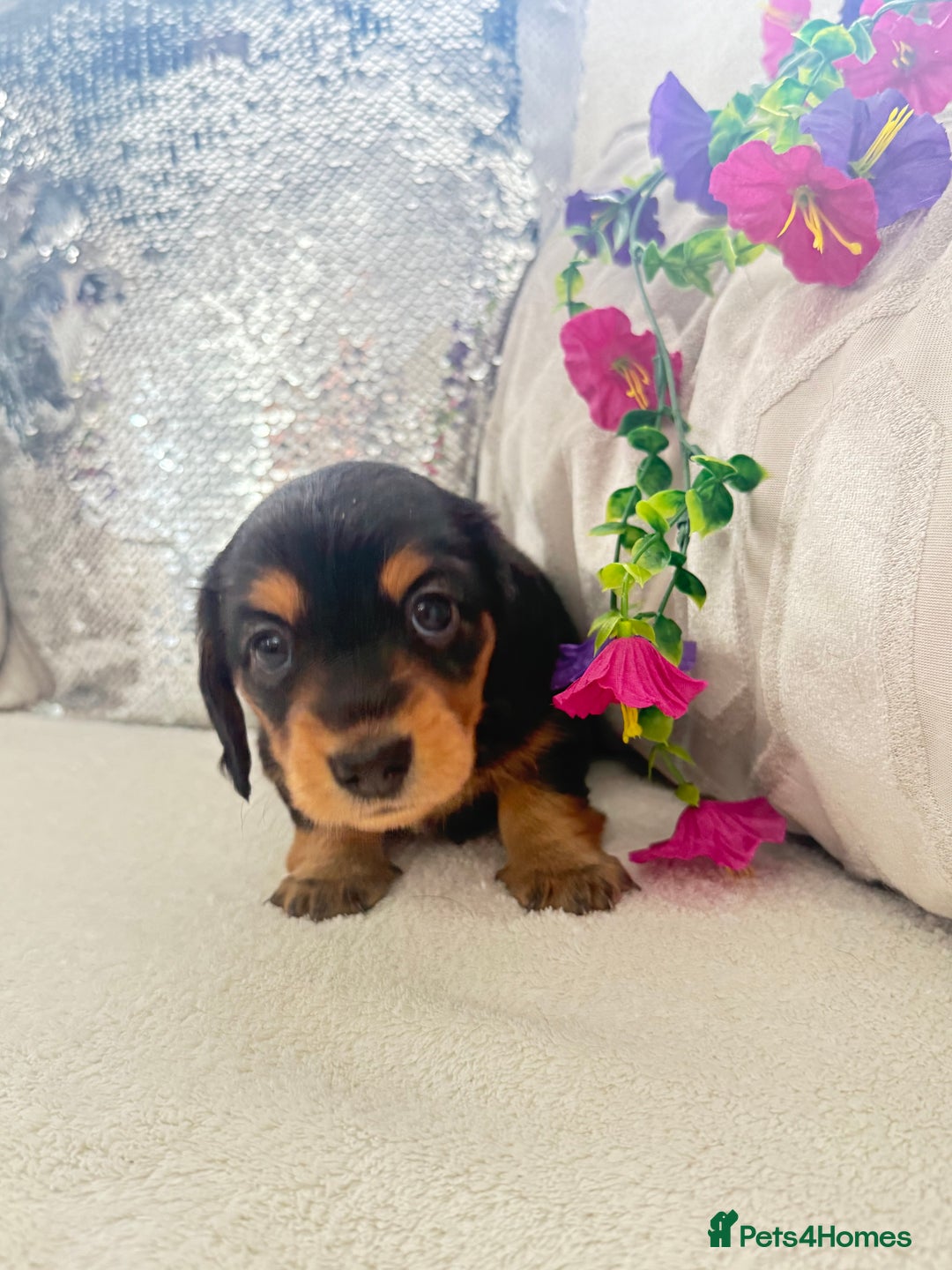 Miniature Dachshund dogs for sale: Miniature dachshunds - Image 2