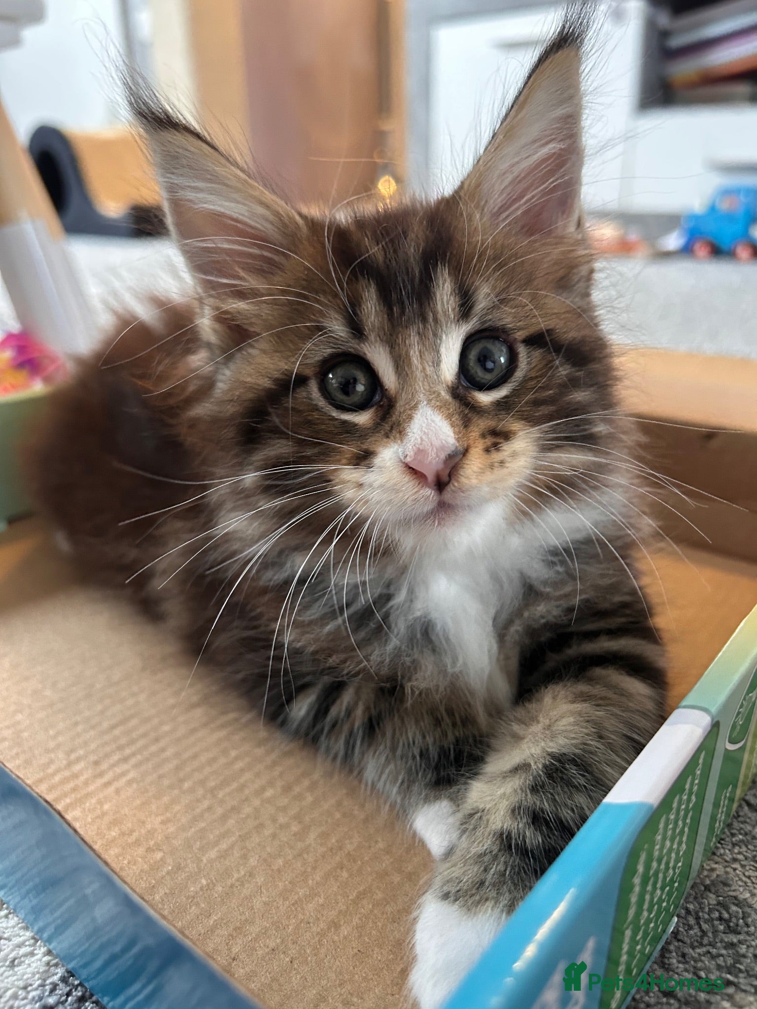 Maine Coon cats Beautiful Maine Coon Kittens - Advert 13