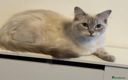Ragdoll cats for sale: Stunning Seal Point Lynx Ragdoll For Sale. - Image 7