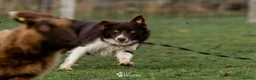 Border Collie dogs for stud: HEALTH TESTED DUEL KC/ISDS FOR STUD  - Advert 6