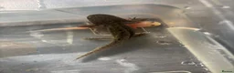 Axolotl reptiles for sale: Baby Axoltol looking for new homes ***3 LEFT*** - Advert 5