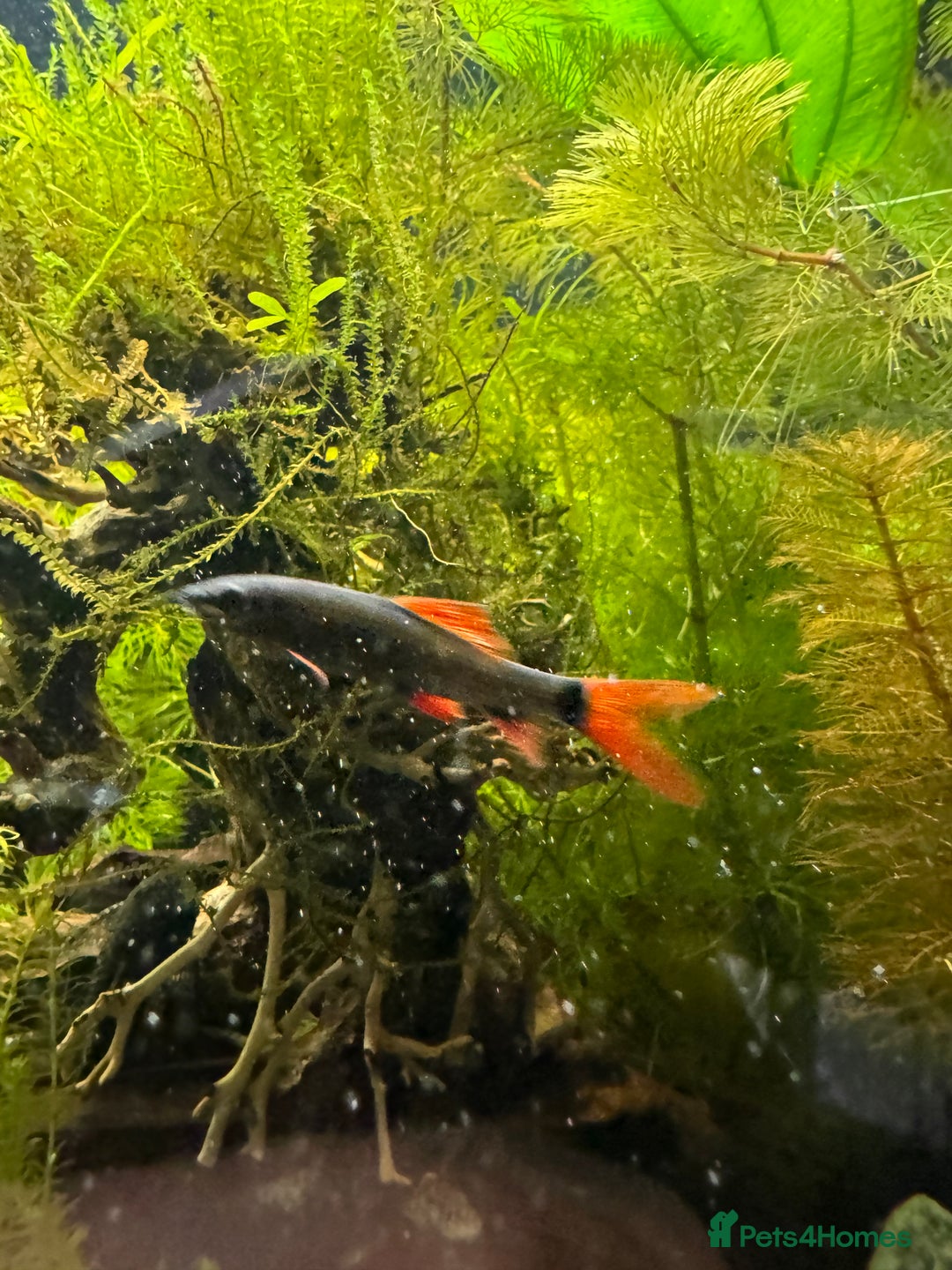 Sharks fish for sale: Red-tailed black shark - Image 1