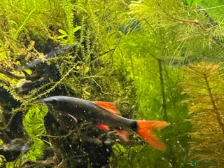 Sharks fish - Advert 3