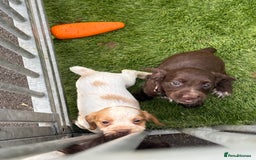 Cocker Spaniel dogs for sale: Working cocker spainel puppies  - Advert 23