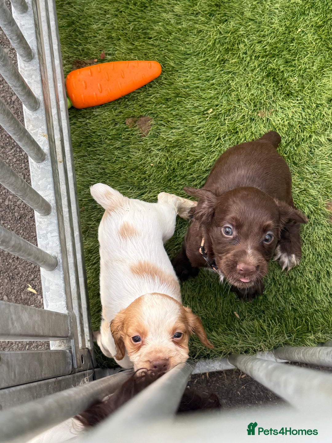 Cocker Spaniel dogs for sale: Working cocker spainel puppies  - Advert 23