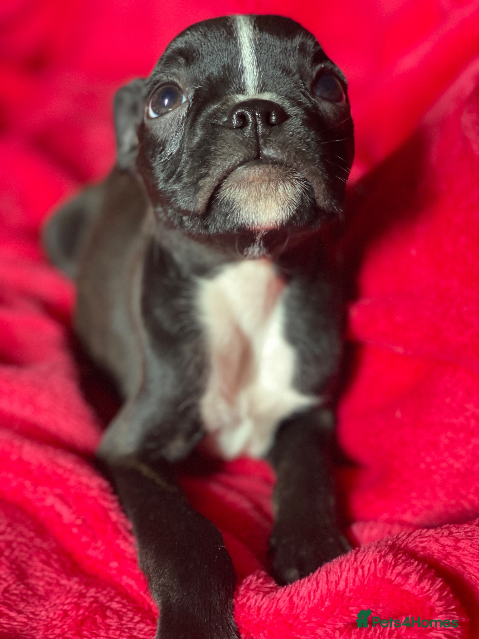 Mixed Breed dogs Boxer x Boston aka Mini boxer 🤩🤩🤩🐾🧬 - Advert 5