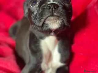 Mixed Breed dogs Boxer x Boston aka Mini boxer 🤩🤩🤩🐾🧬 - Advert 5