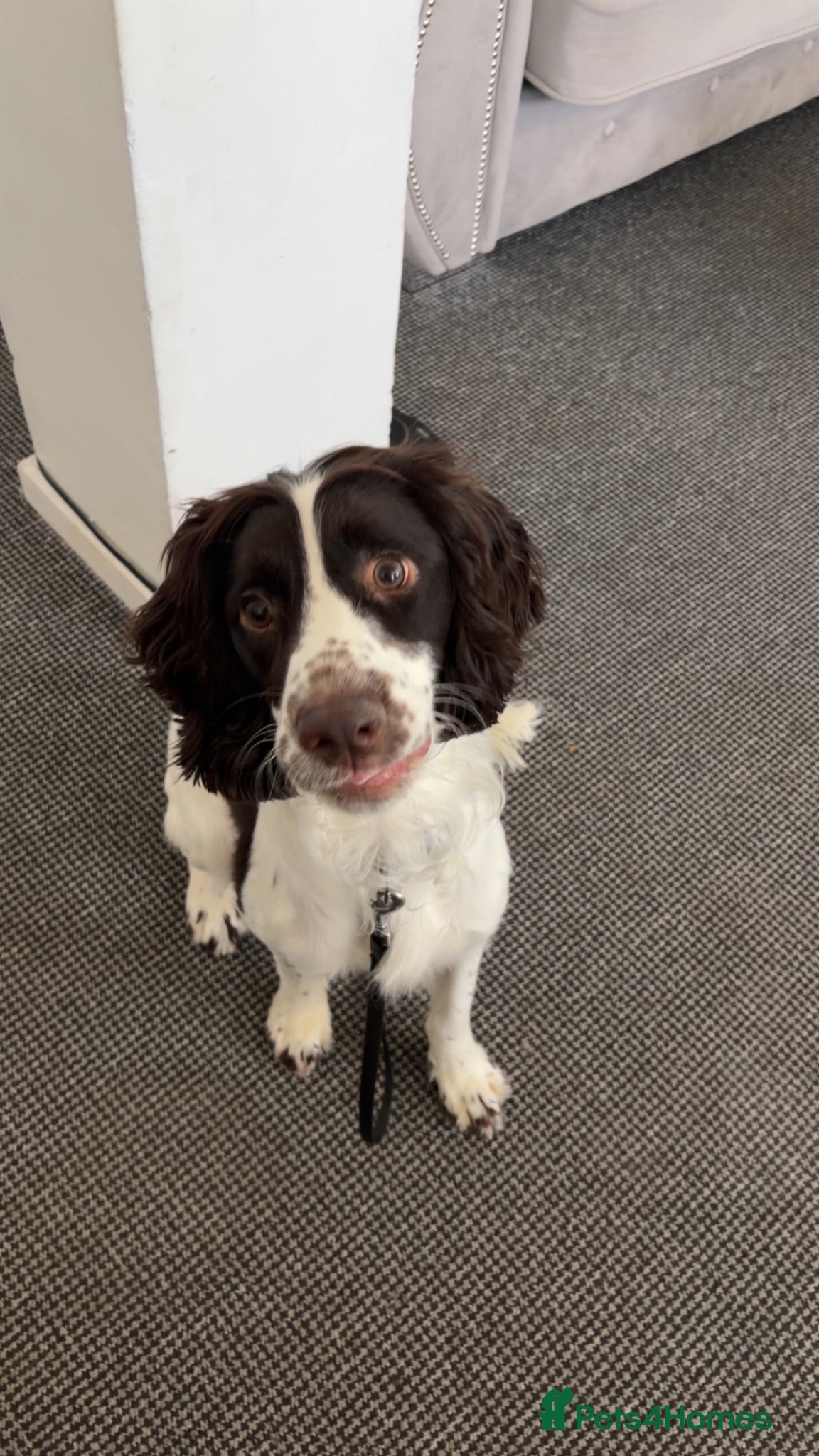 Cocker Spaniel dogs Felix, spaniel  - Advert 4