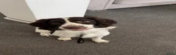 Cocker Spaniel dogs for sale: Felix, spaniel  in Southend-on-Sea - Advert 1