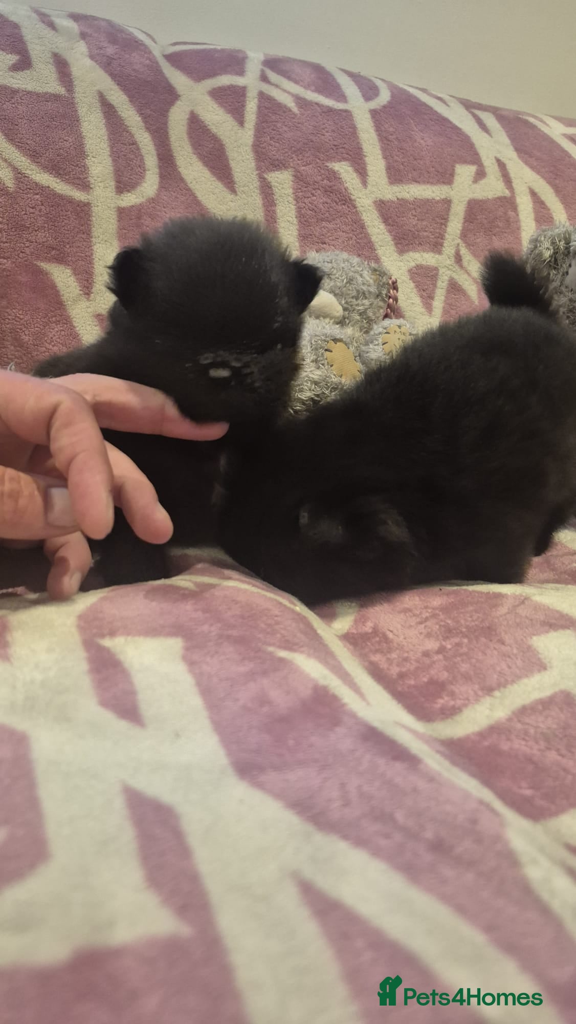 Pomeranian dogs for sale: Mini pomeranian puppies excel Russian bloodlines - Advert 29