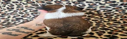 Yorkshire Terrier dogs for sale: DNA tested parents Biewer and Ocean Pearl puppies - Advert 28