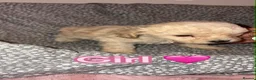 Mixed Breed dogs for sale: Minsture poodle puppies  - Advert 6