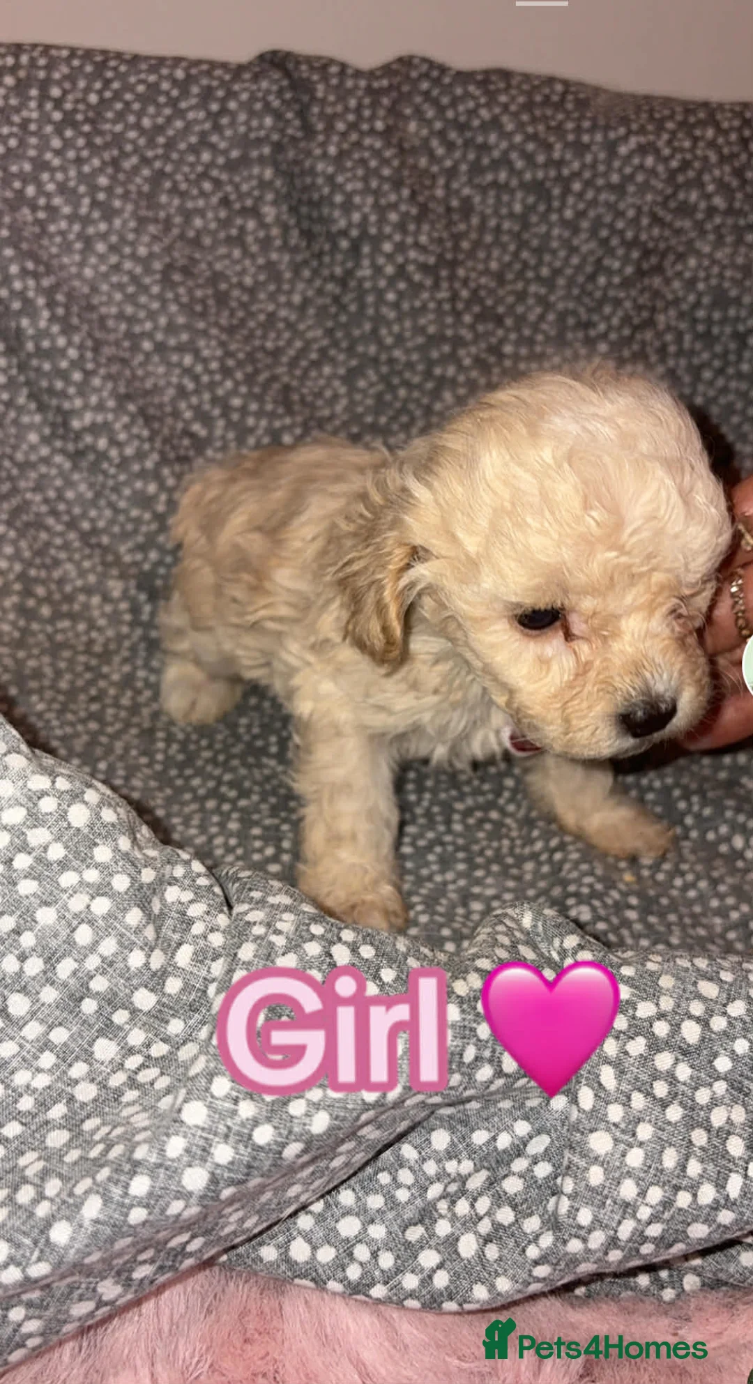 Mixed Breed dogs for sale: Minsture poodle puppies  - Advert 6