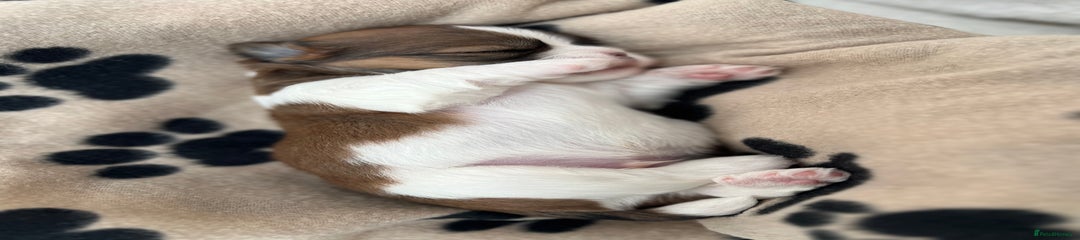 Lhasa Apso Puppy 2