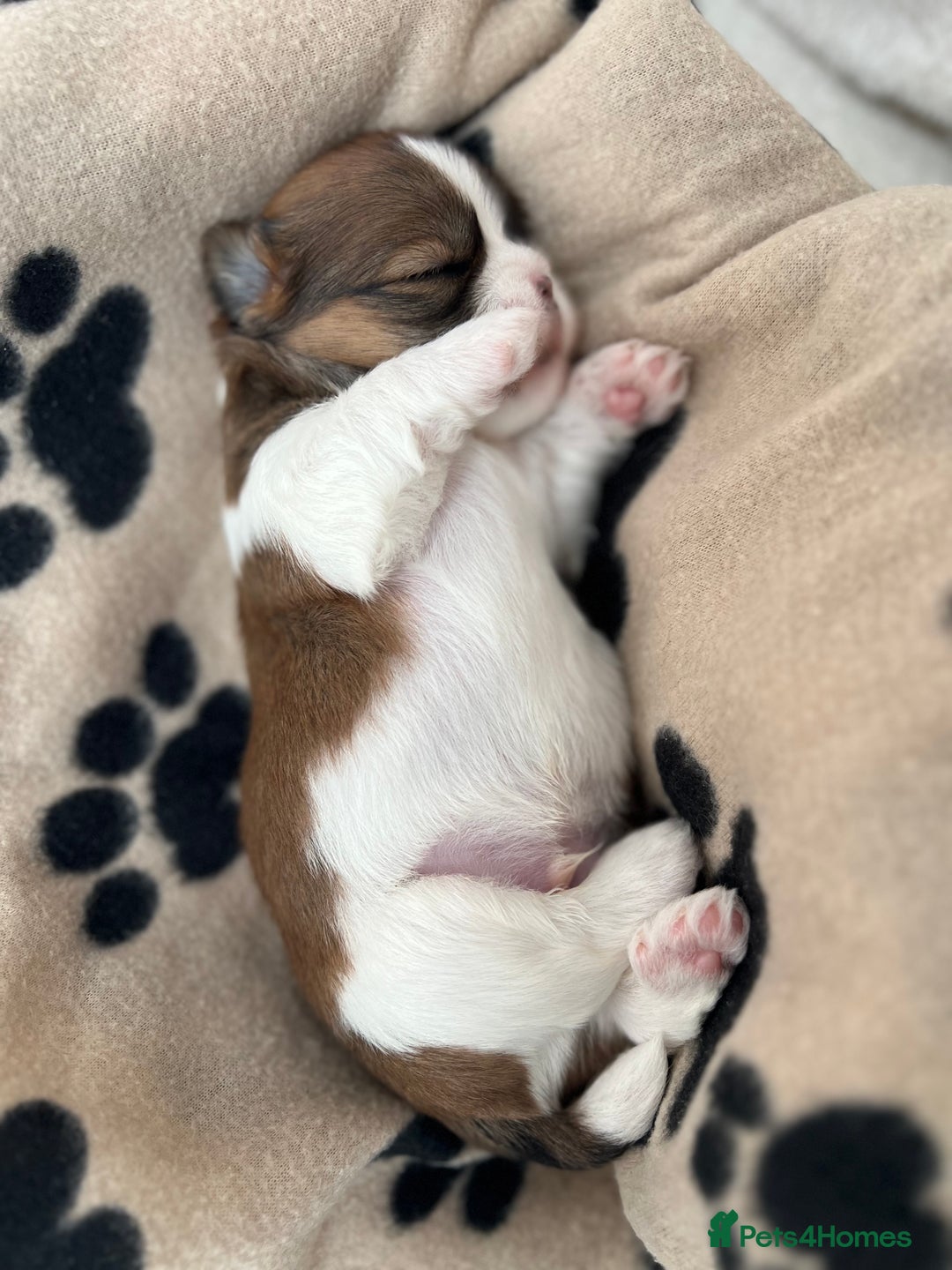 Lhasa Apso dogs for sale: Beautiful Lhasa apso puppies 🐶  - Image 3