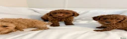 Cavapoo dogs for sale: Cavapoo puppies  in Glasgow - Advert 2