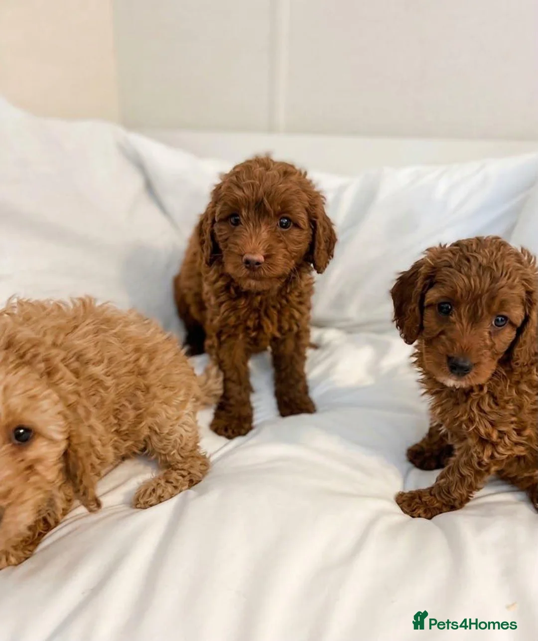 Cavapoo dogs for sale: Cavapoo puppies  in Glasgow - Advert 2