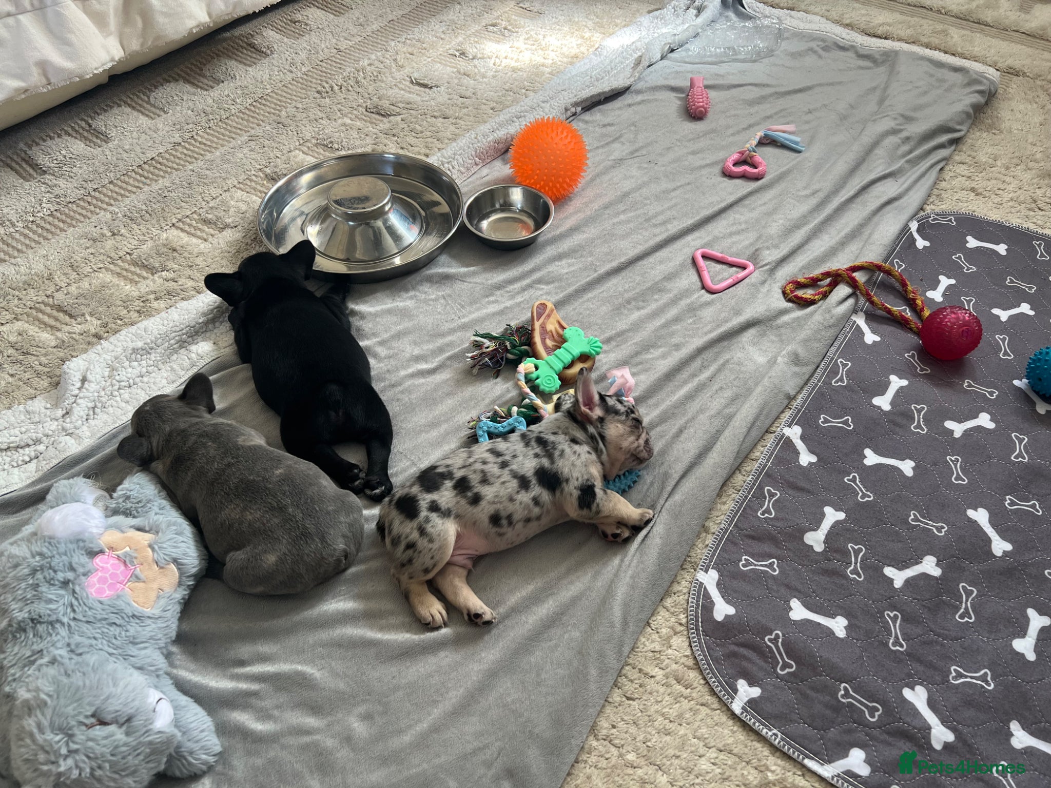 French Bulldog dogs for sale: 2 rare beautiful french bulldog 11 weeks old  - Advert 15