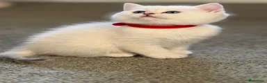 British Shorthair Kitten 4