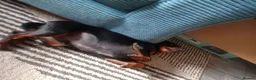 Miniature Pinscher dogs for stud: Kc registered male miniature pinsher stud - Advert 12