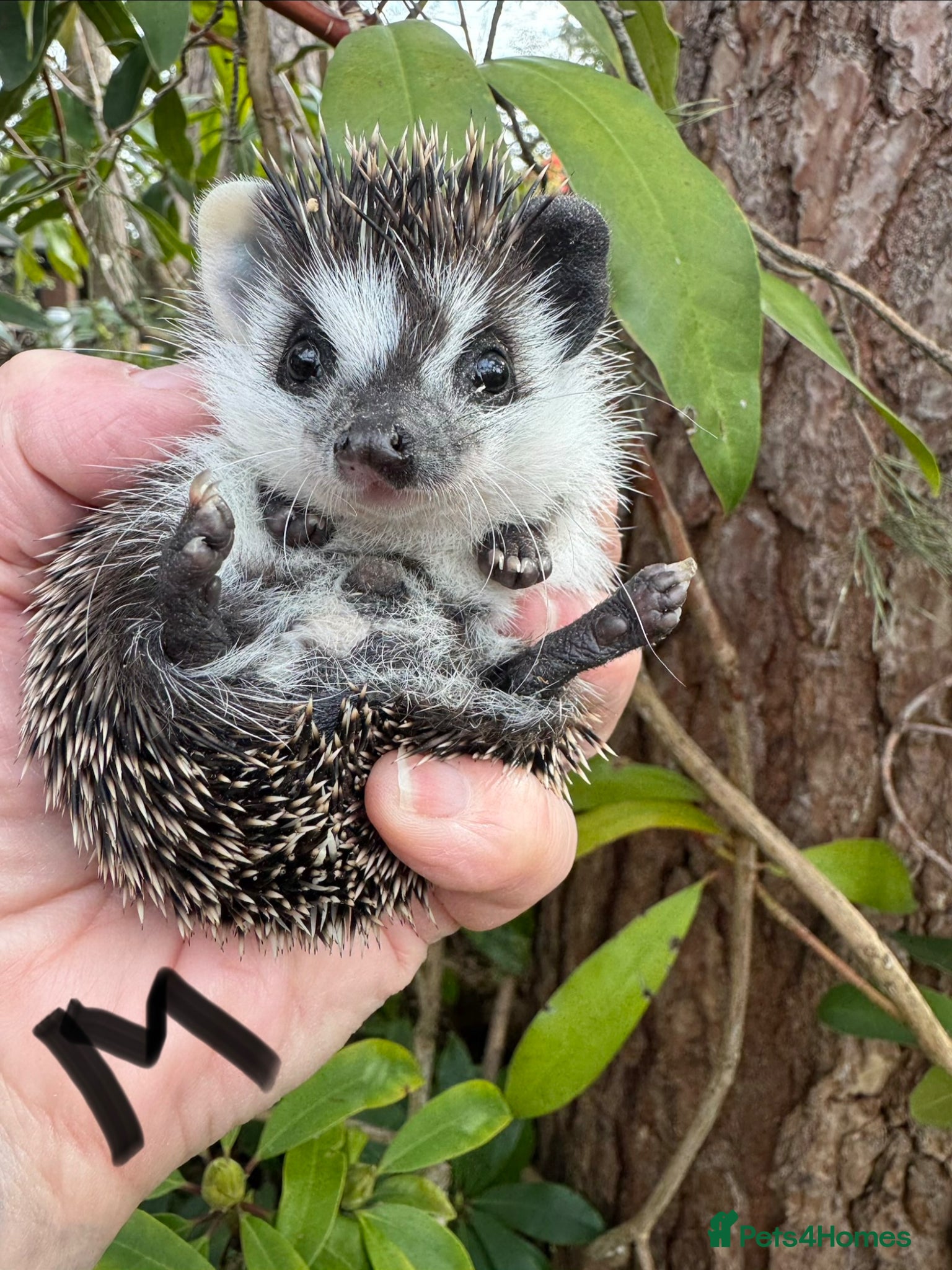 Pygmy Hedgehog rodents 8-10 wk old babies/various colours/masks READY!  - Advert 1
