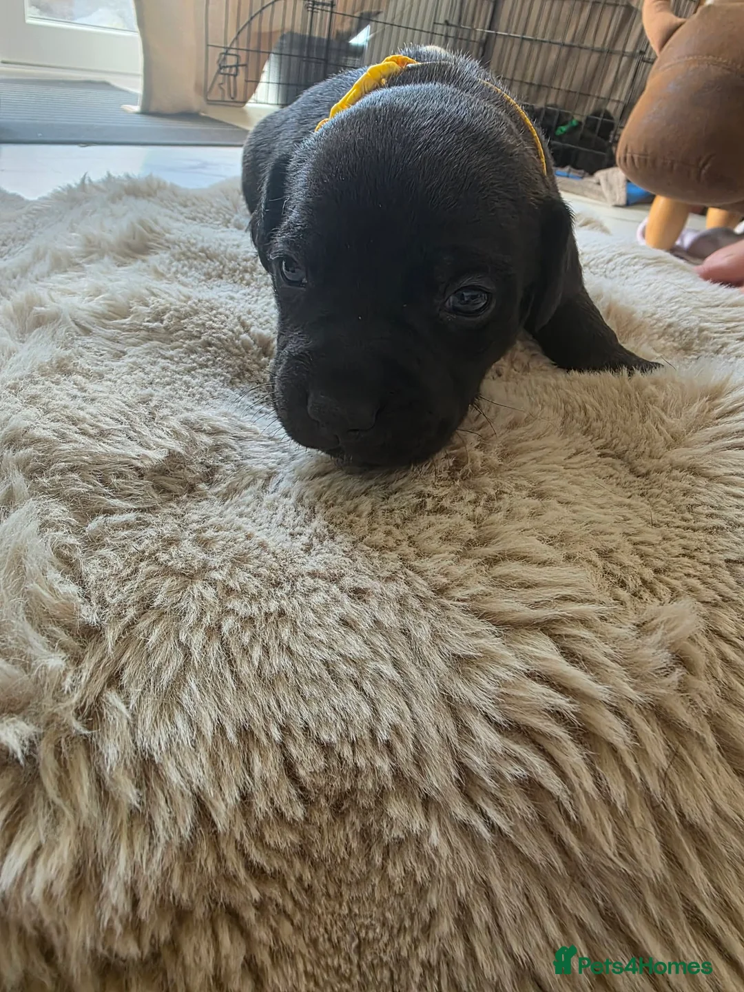 Staffordshire Bull Terrier dogs for sale: Staffordshire Bull terrier puppies 🐶  in Cheltenham - Advert 29