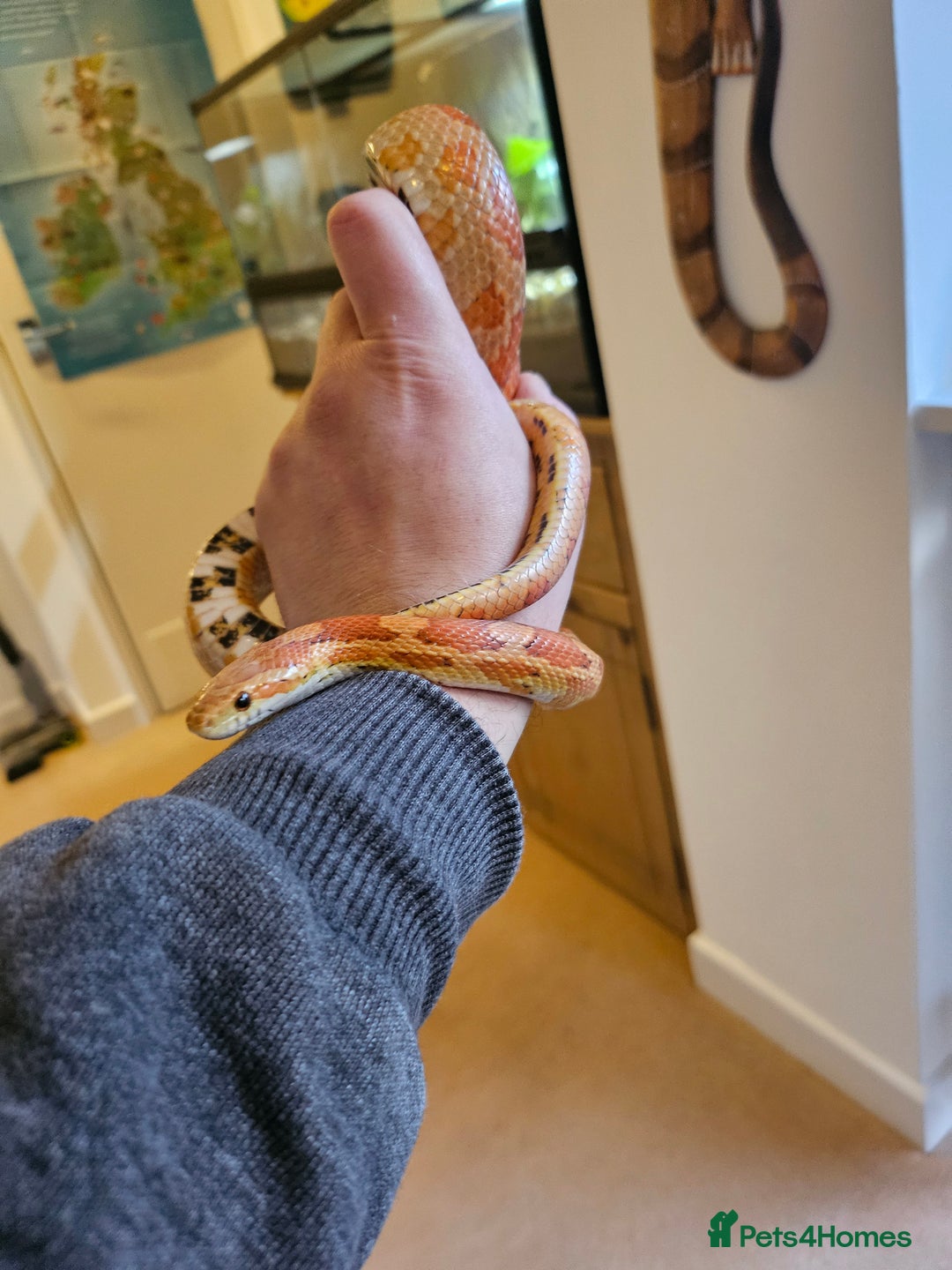 Corn Snake reptiles for sale: Corn Snake and Full Setup  - Advert 3