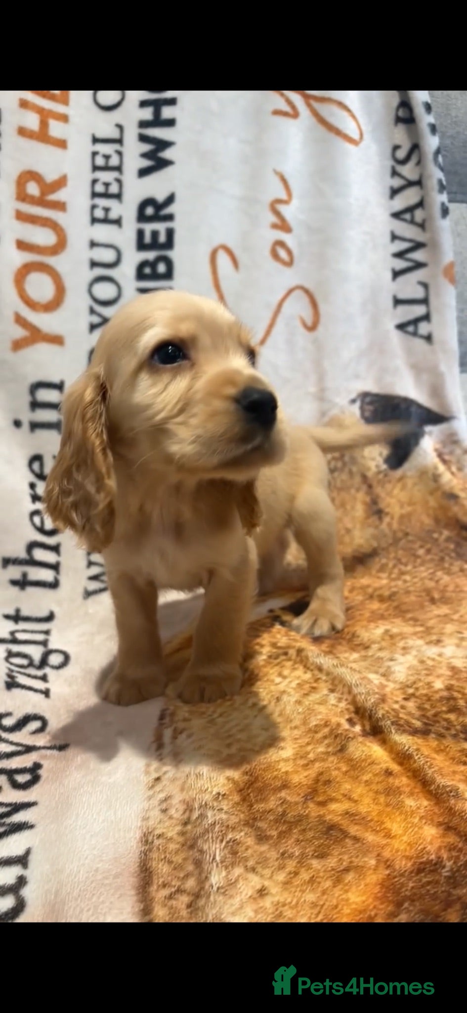 Cocker Spaniel dogs Red cocker spaniel puppies  - Advert 2