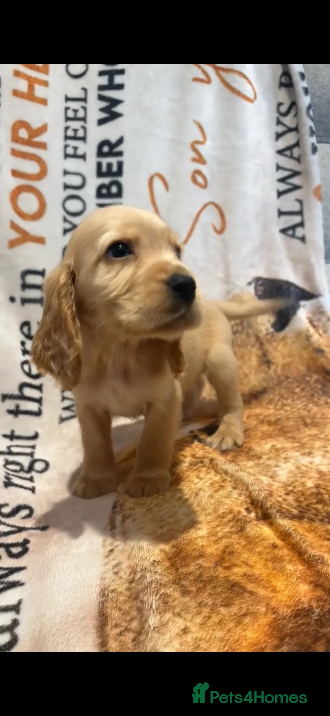 Cocker Spaniel dogs for sale: Red cocker spaniel puppies  in Pontypool - Advert 2
