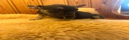 French Bulldog dogs for sale: 1 Female pedigree French bulldog puppy  - Advert 9