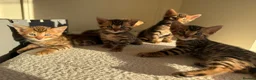 Bengal cats for sale: ✨ Pedigree Rosetted Bengal Kittens - Ready Soon✨ - Advert 15
