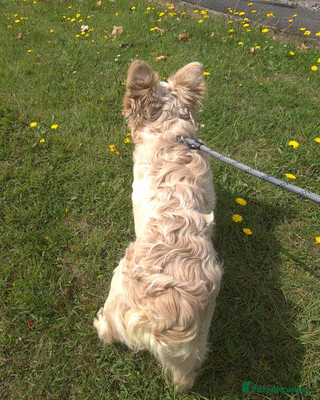 French Bulldog dogs for stud: ✨ Elite Fluffy Merle Husky Stud Available ✨ - Advert 5