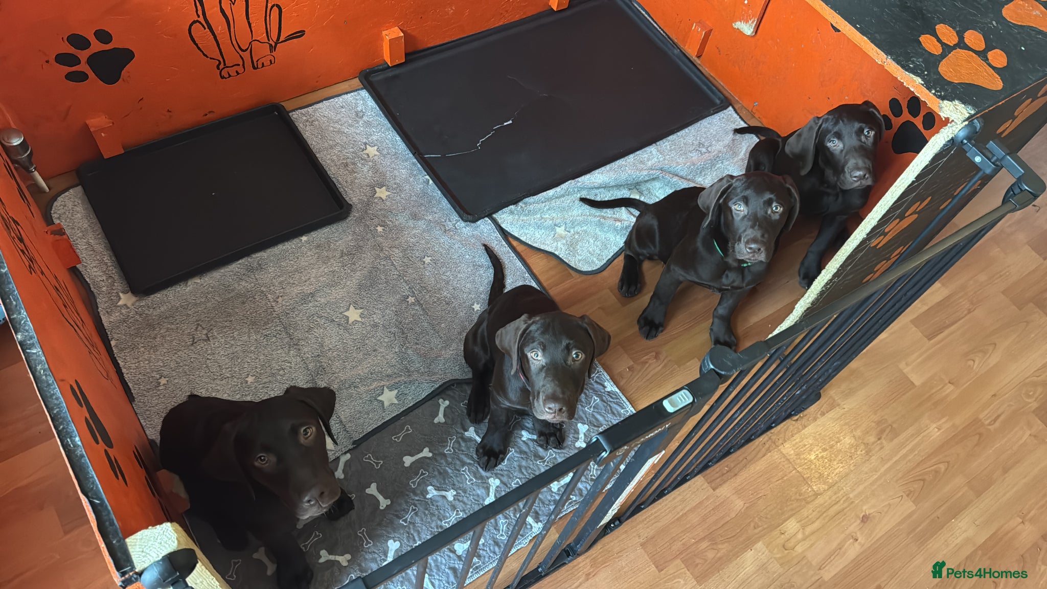 Labrador Retriever dogs FULLY VACCINATED & DEWORMED - Advert 5