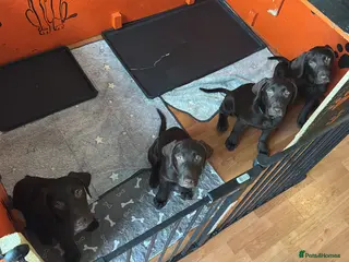Labrador Retriever dogs FULLY VACCINATED & DEWORMED - Advert 5