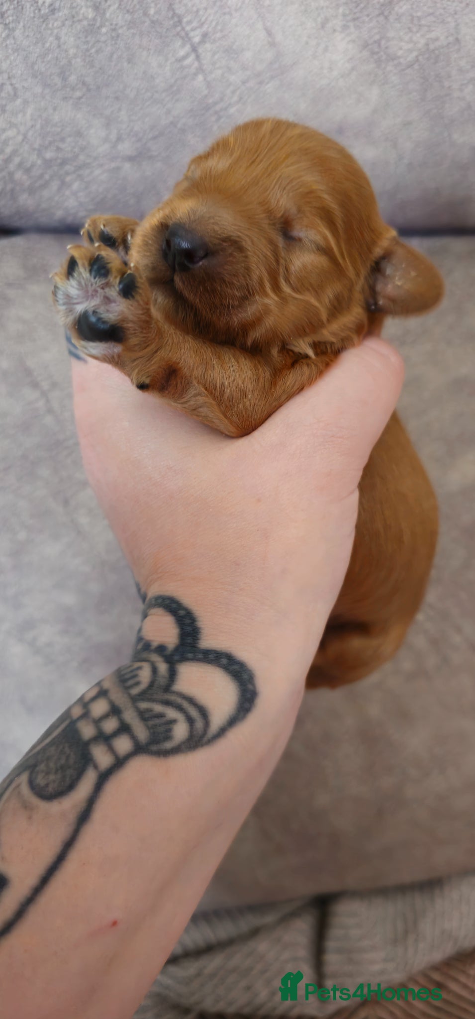 Cavapoo dogs Cavapoos due anyday now. Reserve now!! - Advert 4