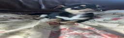 Chihuahua dogs for sale: 5 Beautiful Chihuahua Puppies For Sale  - Advert 29