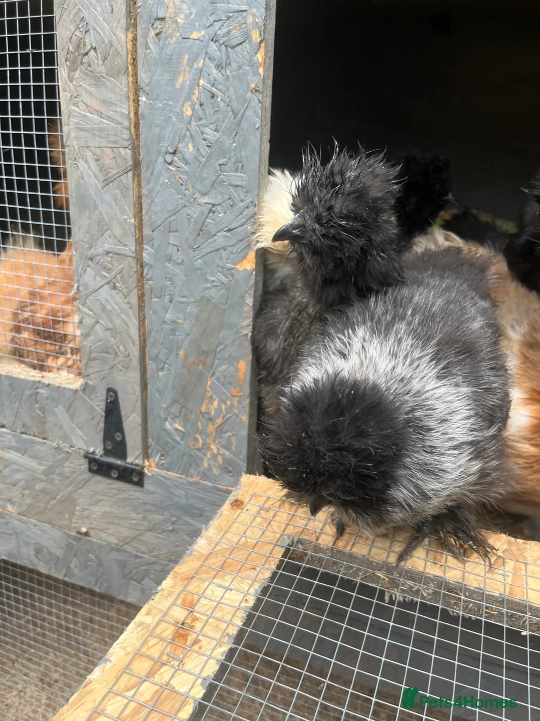 Chickens poultry for sale: Chicks, pullets, cockerels  - Advert 28