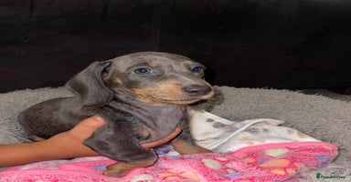 Miniature Dachshund dogs - Advert 5