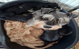 Miniature Schnauzer dogs for sale: Miniature Schnauzer beauties - Image 21