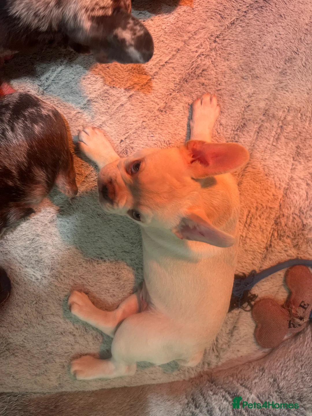 French Bulldog dogs for sale: French bulldog in Havant - Advert 7