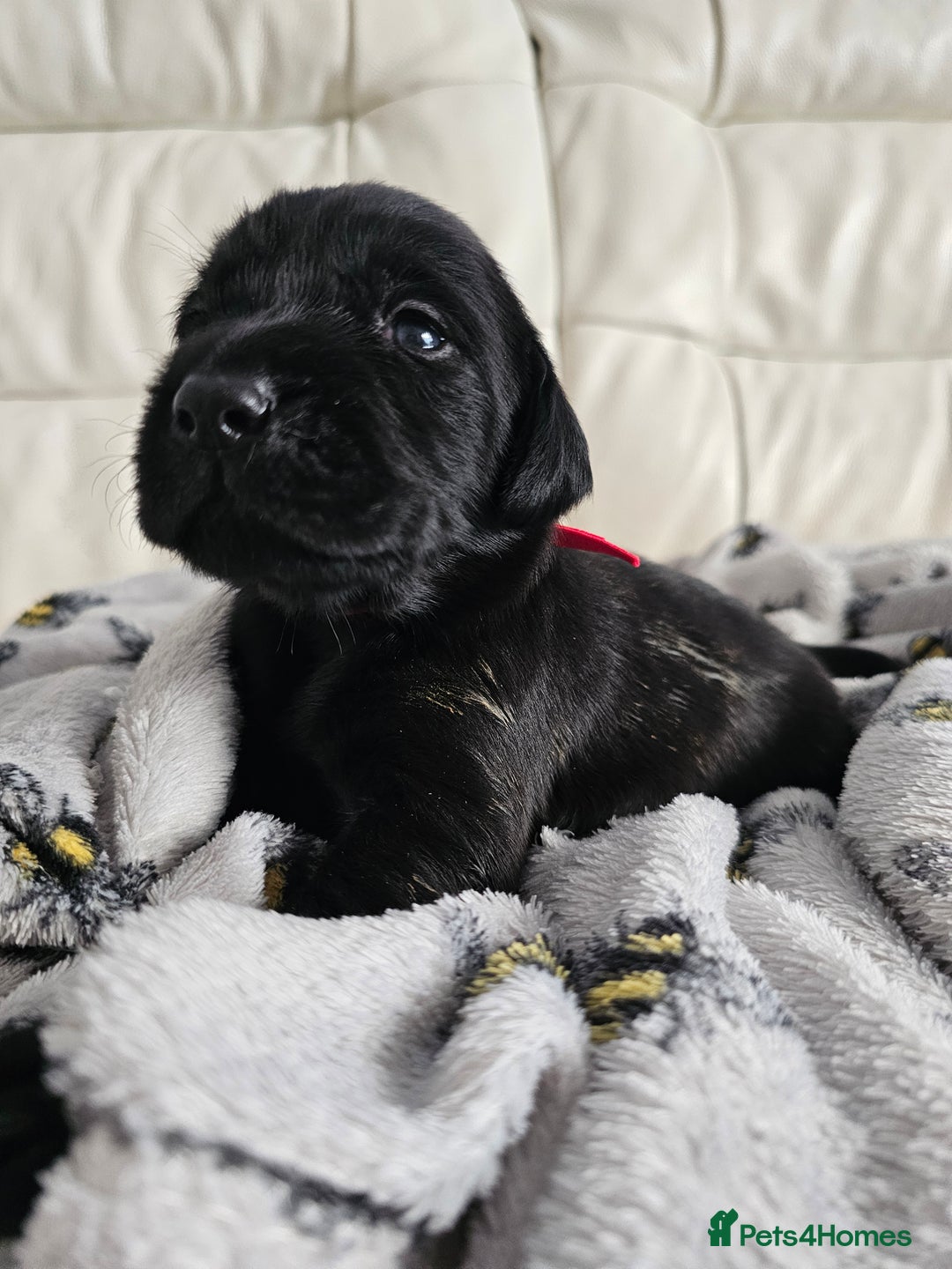 Labrador Retriever dogs for sale: Exceptional Labrador Retriever Puppies - Advert 9