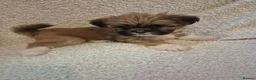 Lhasa Apso dogs for sale: LHASA APSO KC PUPPIES 1 girl left  - Advert 3