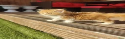 Persian cats for sale: Honey  - Advert 2