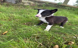 Border Collie dogs for sale: Border collie puppies for sale - Image 2
