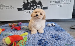 Poochon dogs for sale: 💥LAST STUNNING H/TESTED F1 POOCHON BOY READYNOW💥 - Image 11