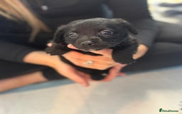 Mixed Breed dogs for sale: Jack Russell X Pomeranian Puppy’s for sale   - Image 3