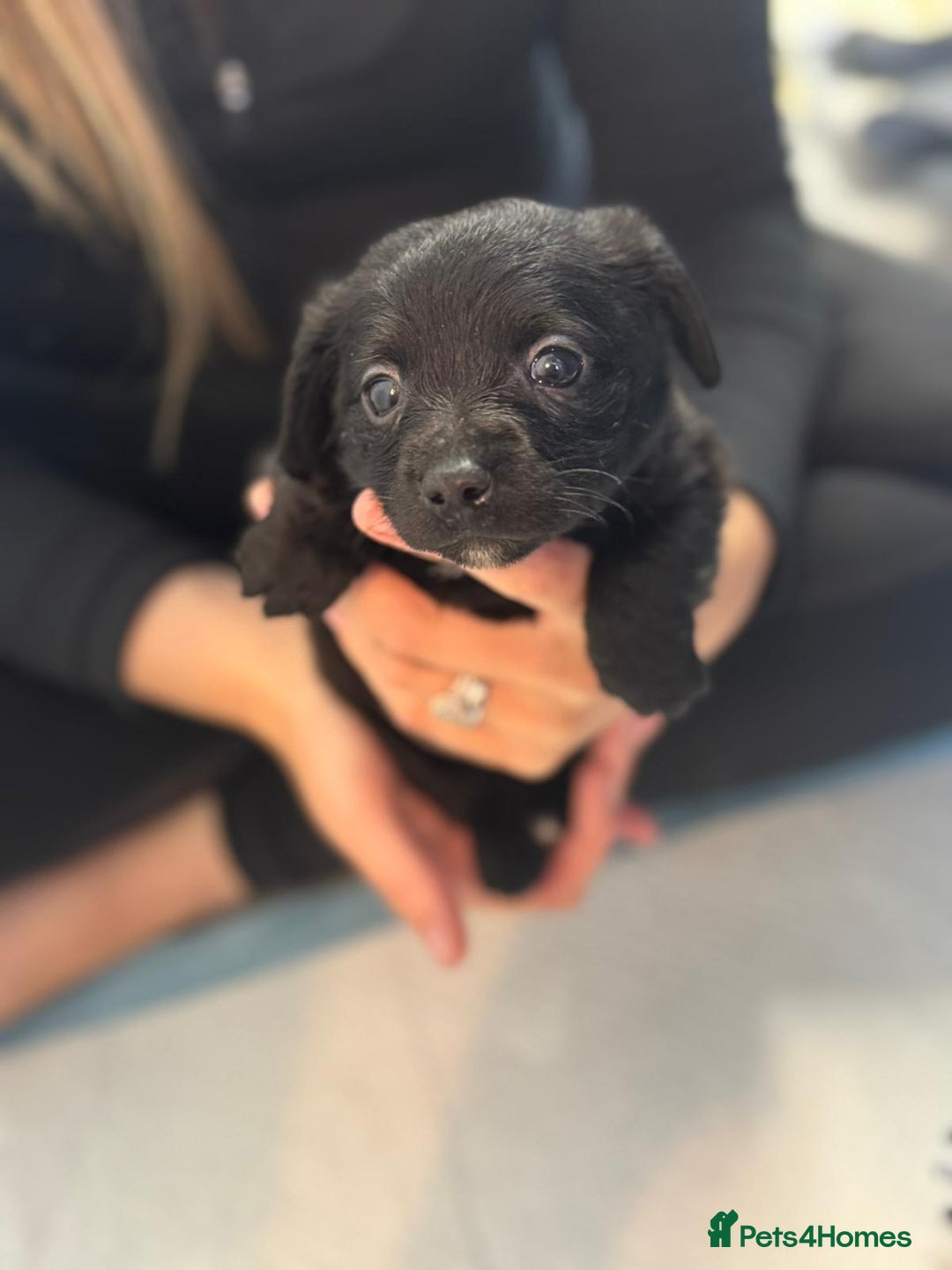 Mixed Breed dogs for sale: Jack Russell X Pomeranian Puppy’s for sale   - Image 3