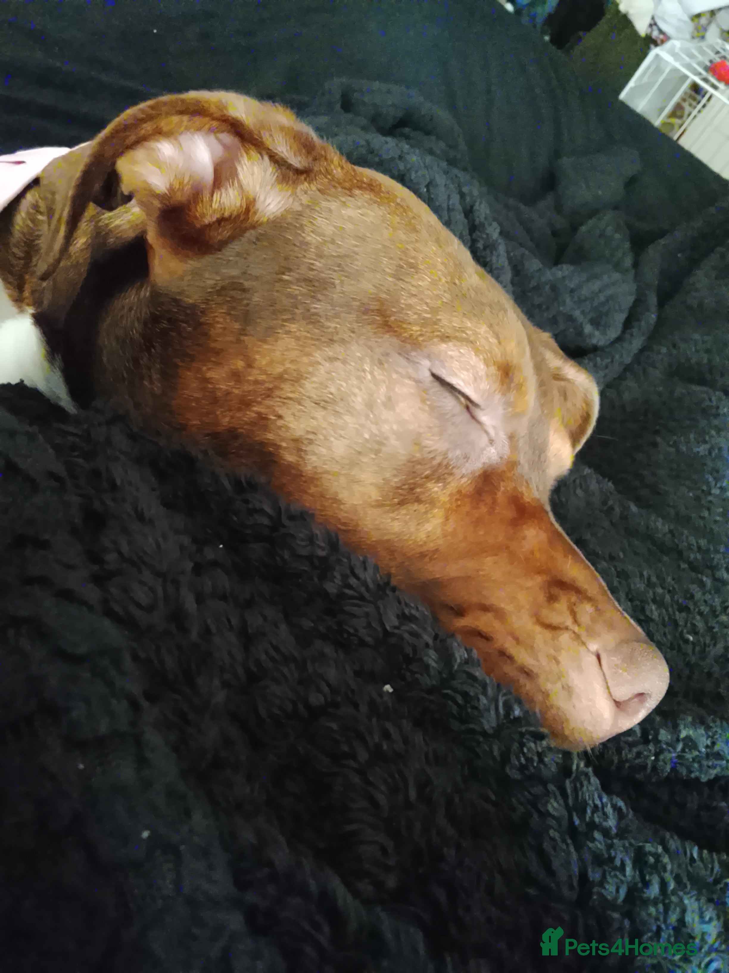 Mixed Breed dogs Whinnie  in Blackburn - Advert 1